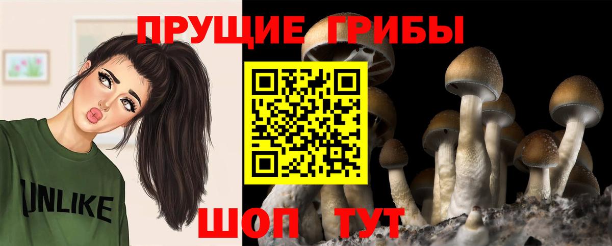 Псилоцибиновые грибы Cubensis  Вход с VPN  Заволжье 